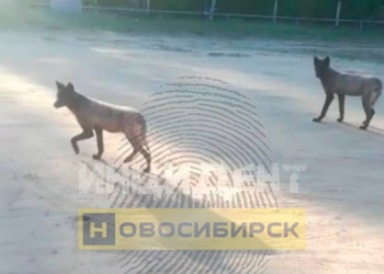 Под Новосибирском сузунцы сообщают о нападении канадских черных волков