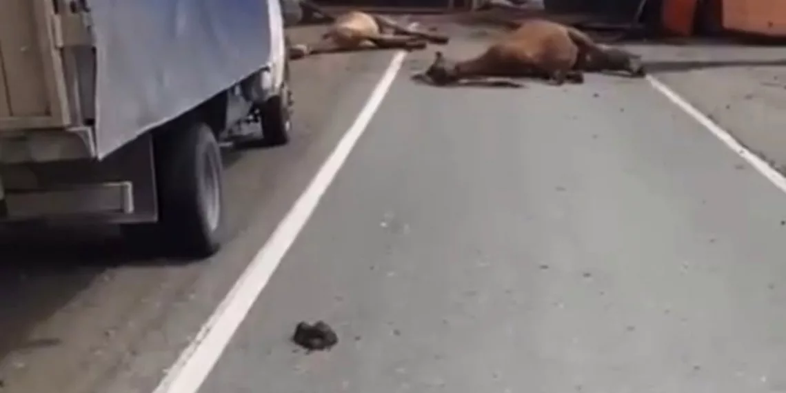 Под Новосибирском погибли 3 лошади в результате ДТП