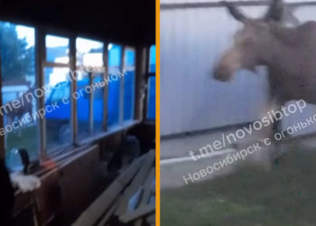 Лось забрел на дачный участок за Северным объездом Новосибирска