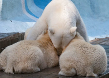 Имена недавно родившихся белых медвежат озвучат в День города
