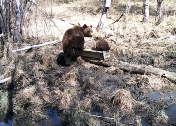 Сбежавший из заказника медведь вышел к селу в Новосибирской области