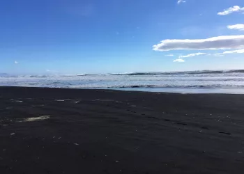 Цифровые решения помогут сохранить экологию Тихоокеанского побережья