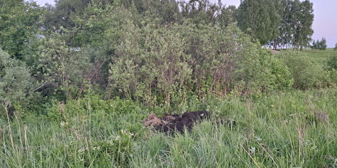 Новосибирец жестоко расправился с собутыльницей и закопал её тело в лесу