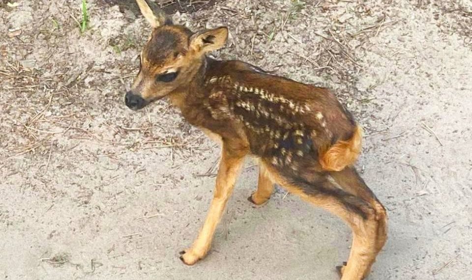 В Алтайском крае оленёнок вышел к людям, спасаясь от лесного пожара
