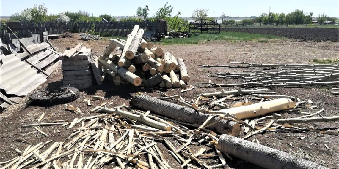 Житель Новосибирской области спилил более полусотни осин и стал фигурантом уголовного дела