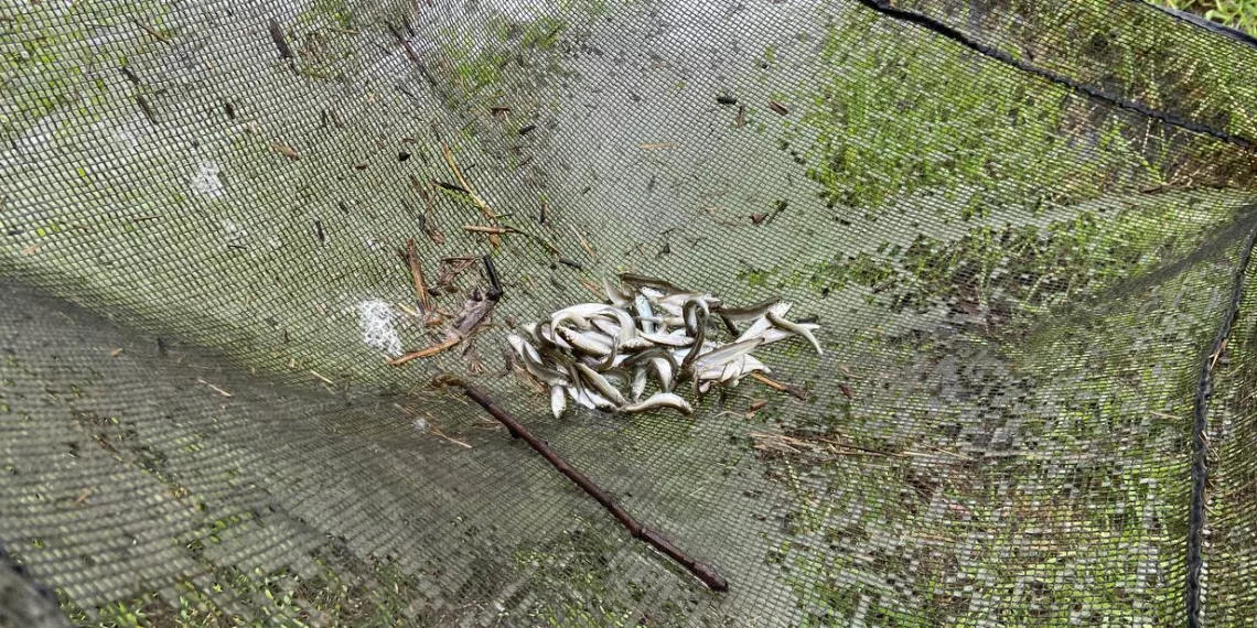 Рыбозаводчики выпустили в Обь под Новосибирском 1,6 тысяч мальков нельмы