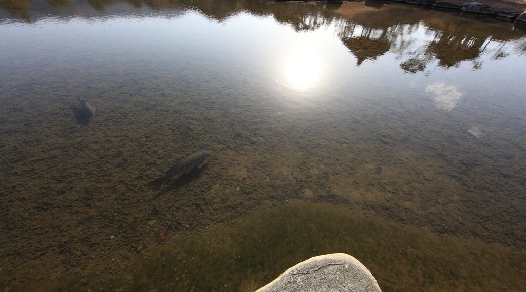 В Новосибирской области было зафиксировано несколько случаев мора рыбы