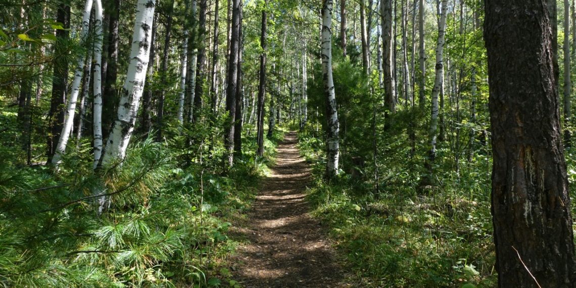 Сибирь стала гореть в два раза меньше