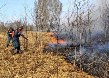 Уголовную ответственность за поджог травы и леса могут ввести в России