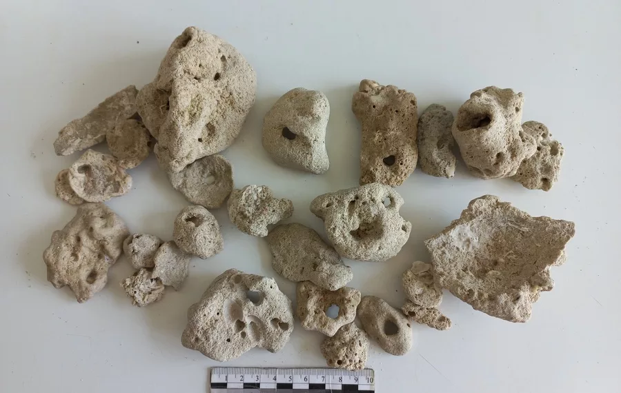 Сибирячка привезла из Арабских Эмиратов 27 кораллов — за это её задержали в Толмачёво