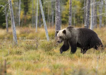 Грибников предупредили об участившихся случаях выхода медведей к селам Искитимского района