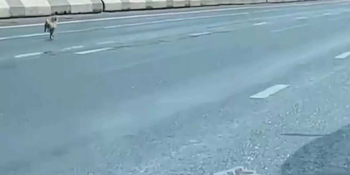 В Новосибирске три сибирячки организовали 3-киллометровую пробку, чтобы спасти чихуахуа