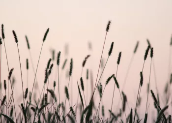 Дружеские посиделки закончились трупом в камышах под Новосибирском