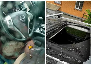 Кот упал на машину с 23 этажа и выжил в Новосибирске