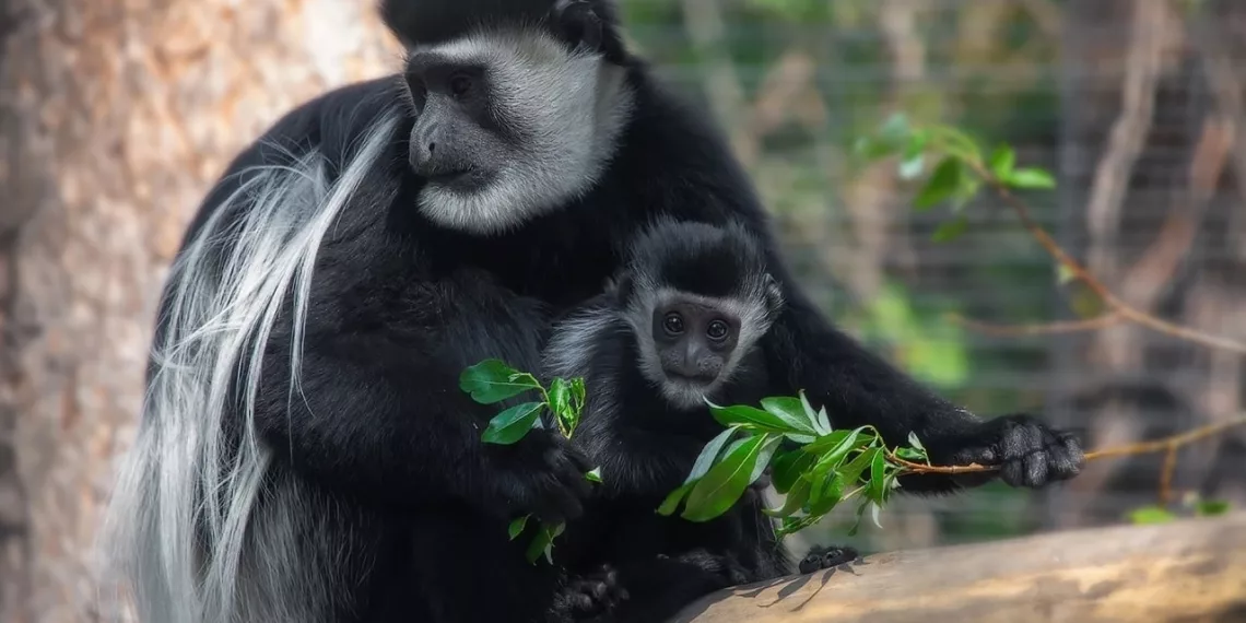 В новосибирском зоопарке родились шесть детёнышей колобусов