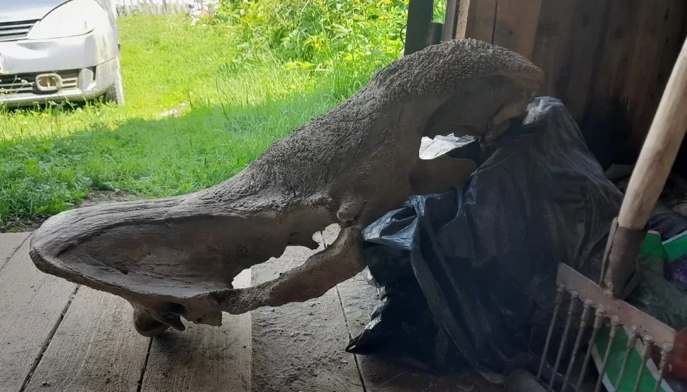 Новосибирец поймал череп древнего животного во время рыбалки