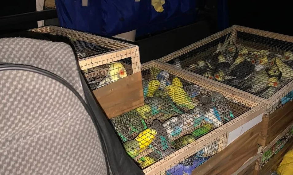 Житель Кузбасса пытался незаконно вывезти редких попугаев в Белоруссию