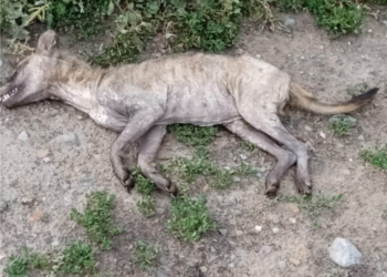 В селе под Новосибирском нашли неизвестного хищника