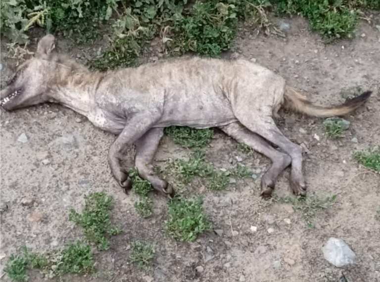 В селе под Новосибирском нашли неизвестного хищника