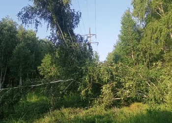 Безответственные лесорубы оставили без электричества более 4,5 тысяч жителей Новосибирской области