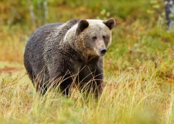 Жителей села Новосилиш в Новосибирской области терроризирует медведь-землекоп