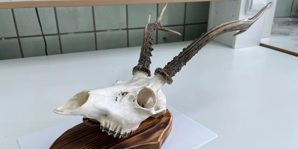 Рогатый череп попытался вывезти иностранец из Новосибирска