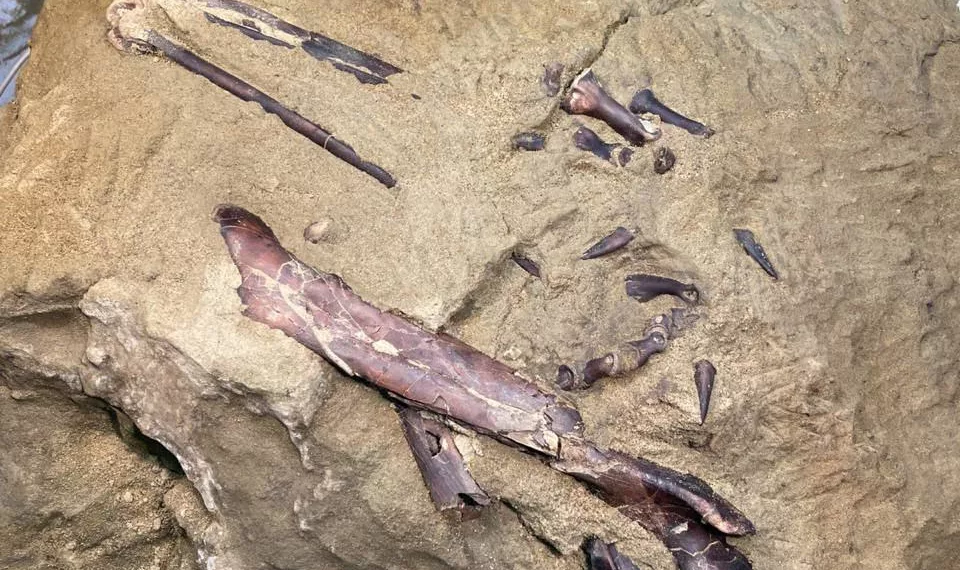 В Кузбассе ученые впервые в России нашли окаменелости динозавра — теропода