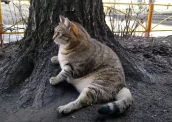 В Бийске умер самый толстый кот России по имени Степан