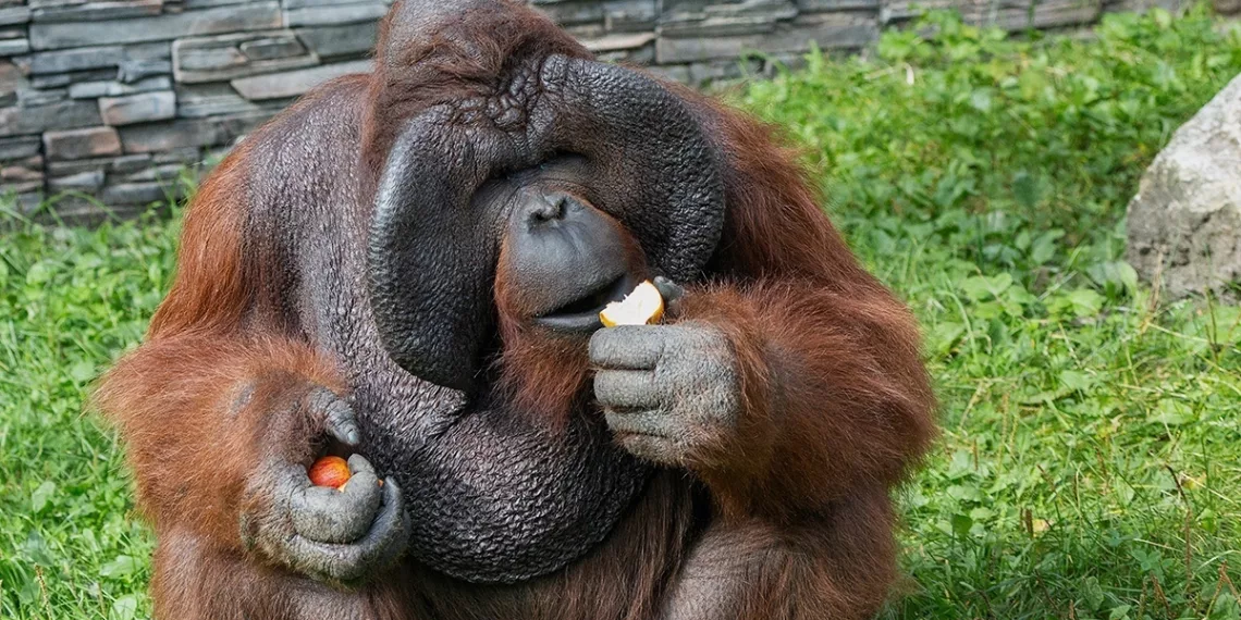 Известному орангутану Бату из Новосибирского зоопарка исполнилось 24 года