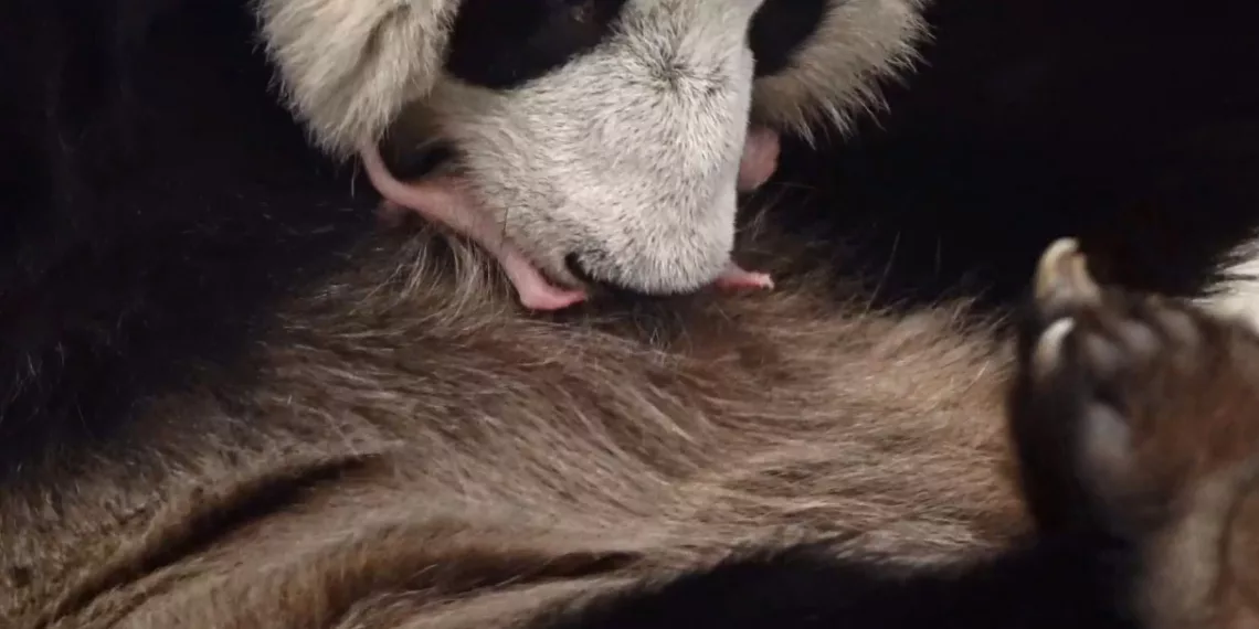 Первый в истории России детеныш большой панды родился в Московском зоопарке