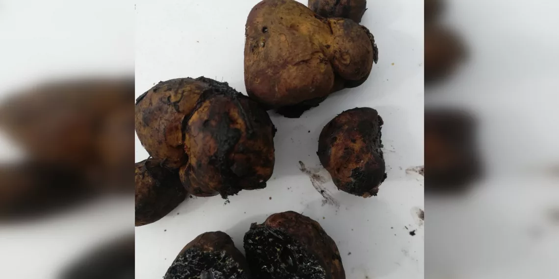 Жительница Новосибирска нашла в лесу краснокнижный гриб с необычным запахом