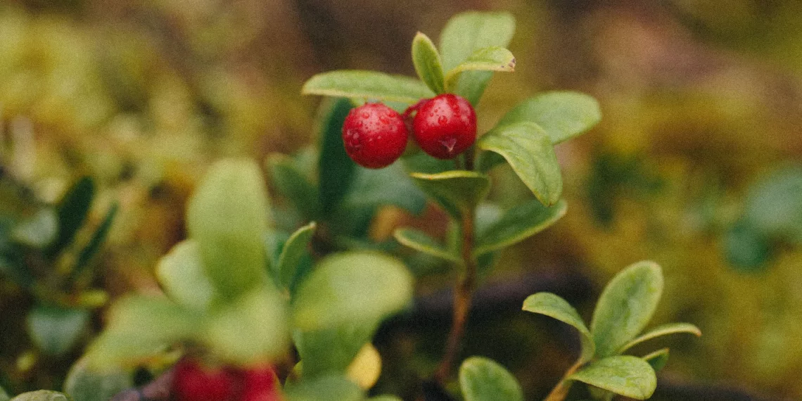 Новосибирцы могут получить штраф за сбор ягод и орехов