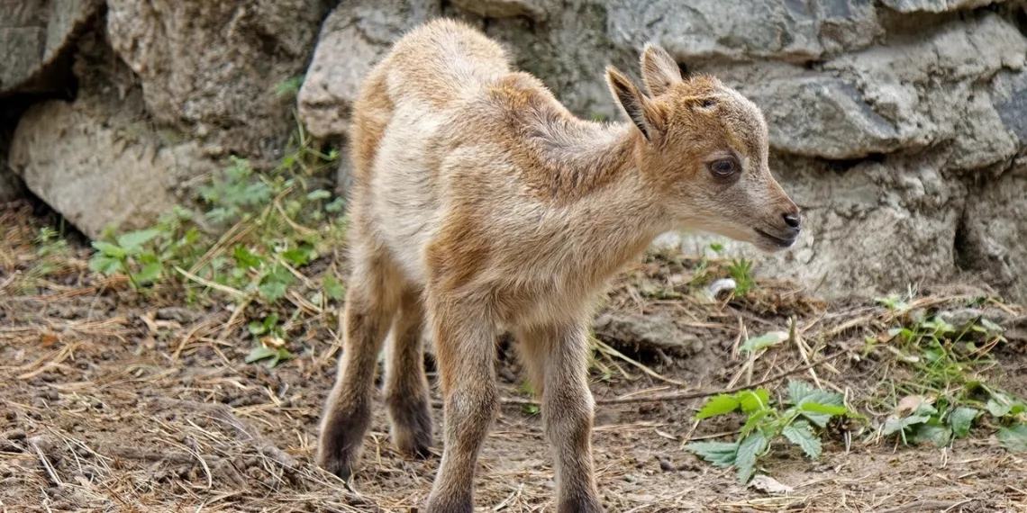 Детёныш гималайского тара родился в Новосибирском зоопарке
