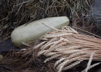 В Новосибирской области соберут на 35% меньше урожая из-за засухи