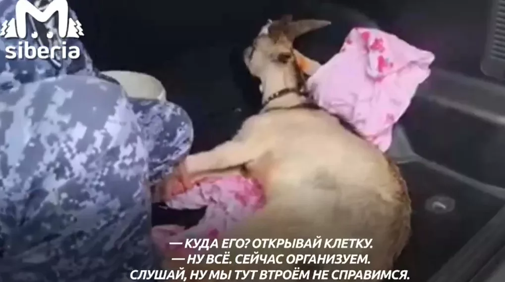 «Где доставленный буйный?»: в Кемеровской области росгвардейцы задержали козла и посадили его в клетку