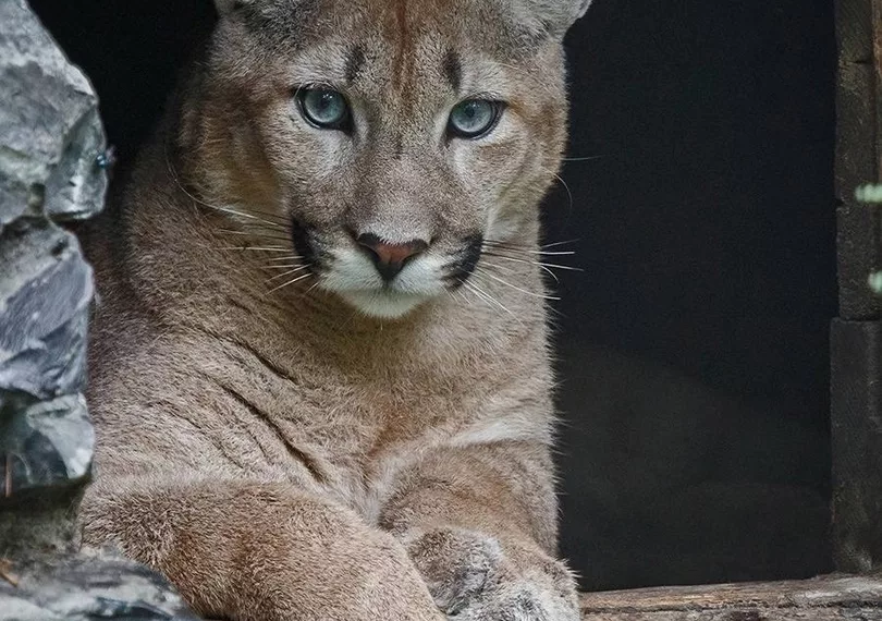 В Новосибирском зоопарке впервые с 2022 года снова есть пума