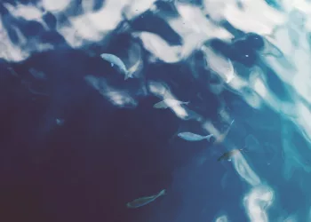 В Оби выявили высокое содержание зараженной описторхозом рыбы