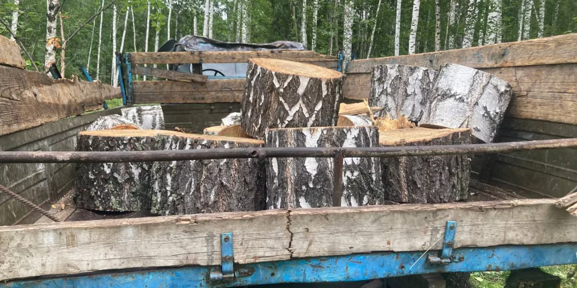 В Новосибирской области ОПГ чёрных лесорубов спилили деревьев более чем на 3 млн рублей