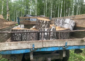 В Новосибирской области ОПГ чёрных лесорубов спилили деревьев более чем на 3 млн рублей
