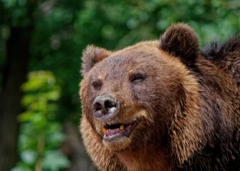 Медведь зачастил на станцию Безменово на юге Новосибирской области