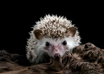 Ежом единым: на Урале ввели ограничения на добычу ежей, мышей и ужей