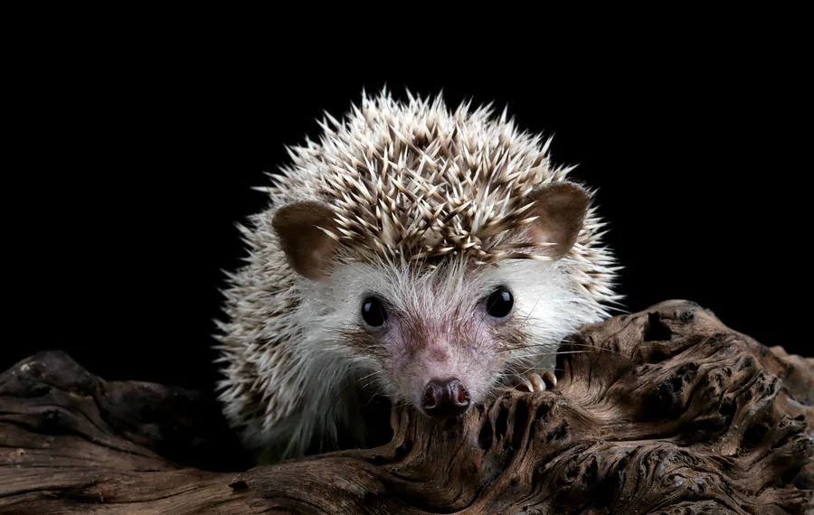 Ежом единым: на Урале ввели ограничения на добычу ежей, мышей и ужей