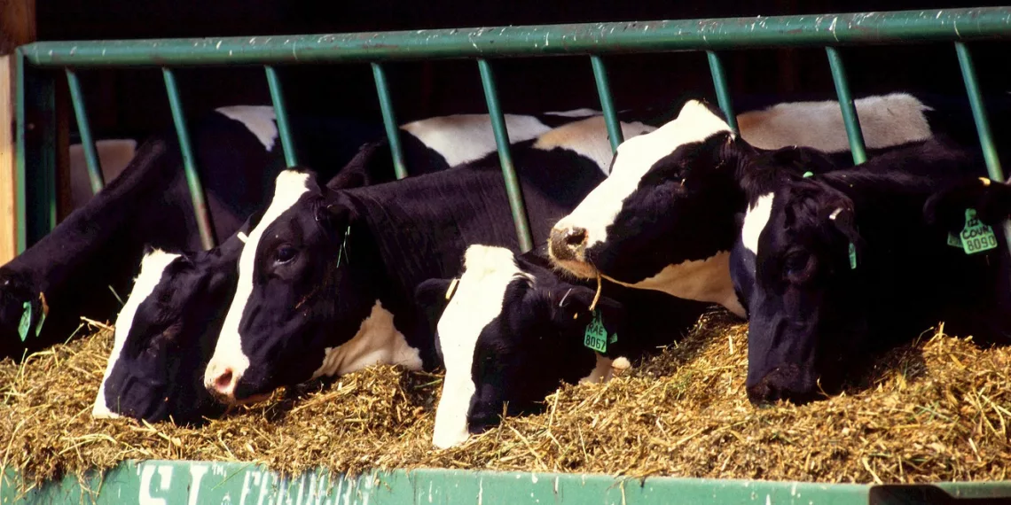 Около 14 млрд рублей хотят потратить на навозохранилища в Новосибирской области