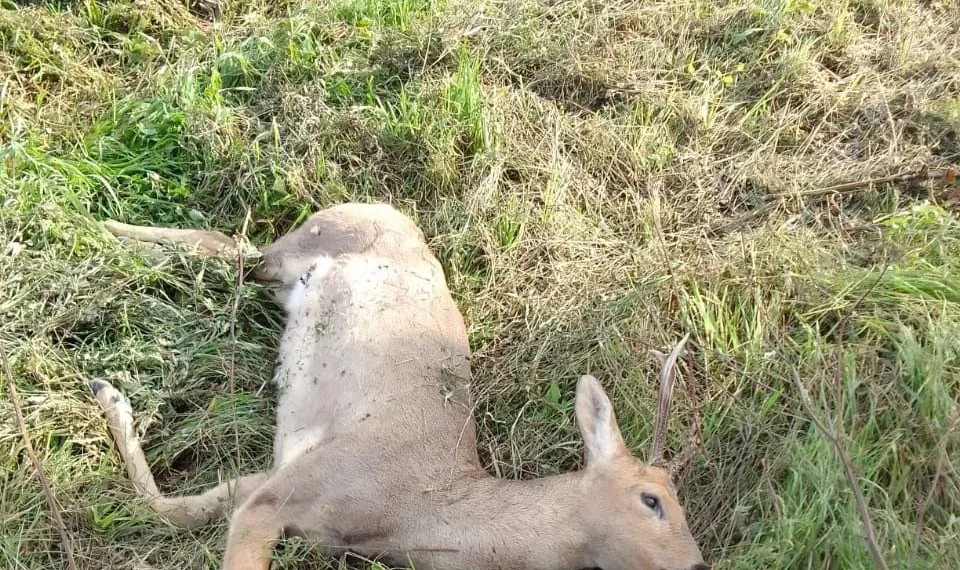 Под Новосибирском автомобилист насмерть сбил косулю