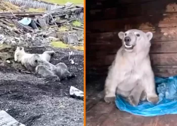 Спасенный в Красноярском крае белый медведь Диксон умер в Москве