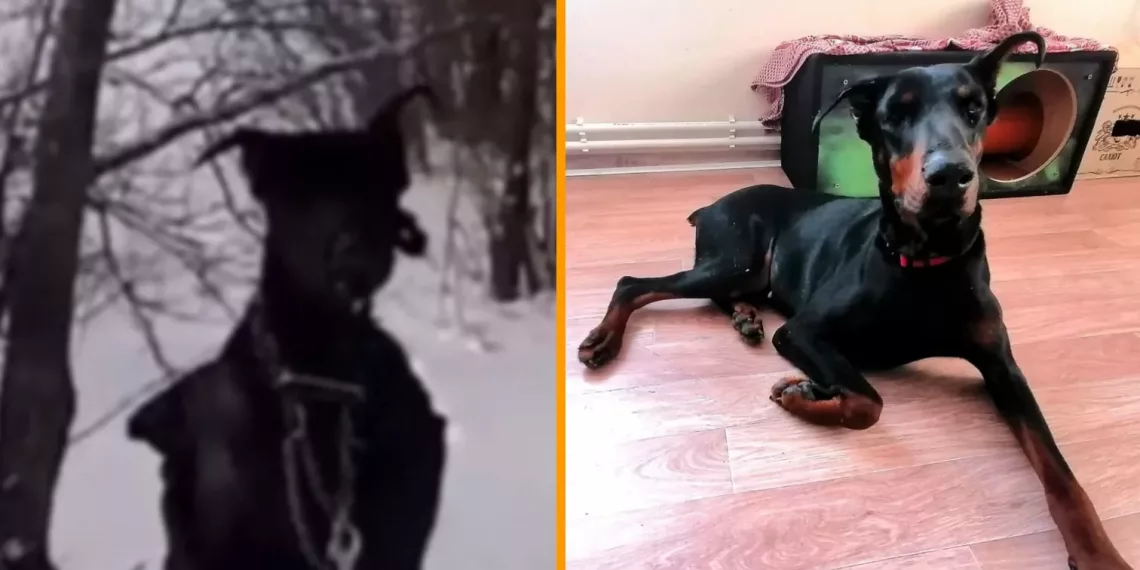 Доберман в пальто попал в больницу после нового хозяина в Новосибирске