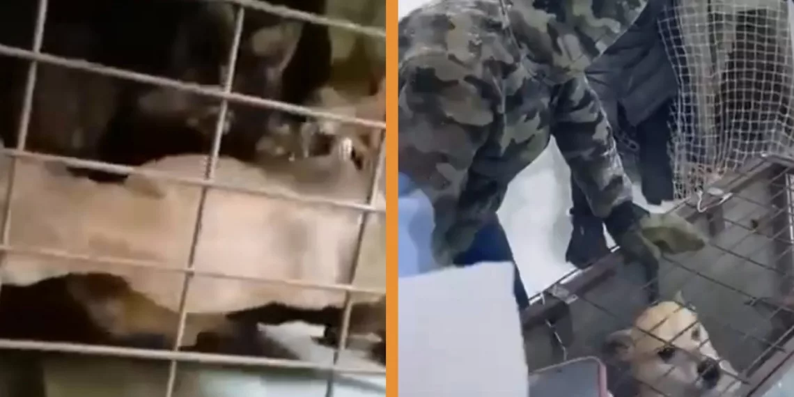 Сумасшедшая сибирячка держала в голоде и антисанитарии 44 собаки в Новосибирске