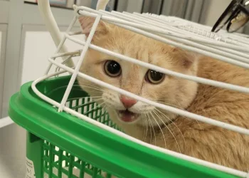 Ветеринары в Новосибирске вызвали скорую для кота Персика и его хозяйки