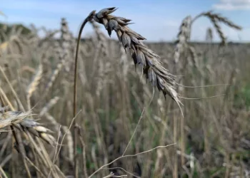 Аграрии Новосибирской области планируют убрать зерновых на четверть выше потребностей региона