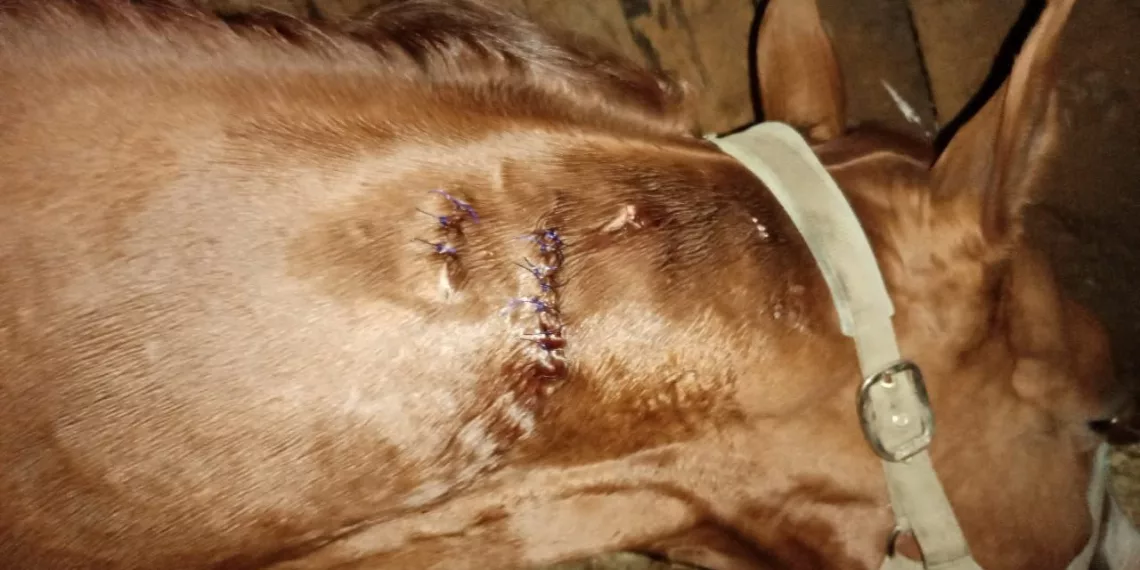 «Медведи пока не спят»: в Коченёвском районе косолапый подрал лошадь